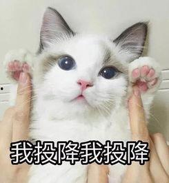 可爱的猫吃瓜群众,吃瓜群众眼中的可爱猫日常