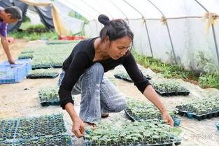 吃瓜的源头,探寻网络热点的幕后真相