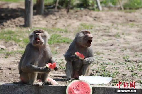 动物吃瓜瞬间,动物大快朵颐瞬间