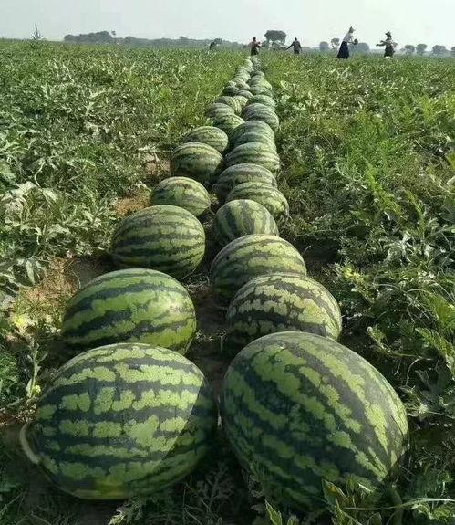 风吹暖气下吃瓜,夏日吃瓜时光