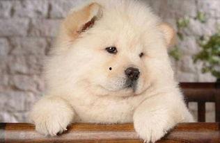 松狮犬吃哈密瓜吗