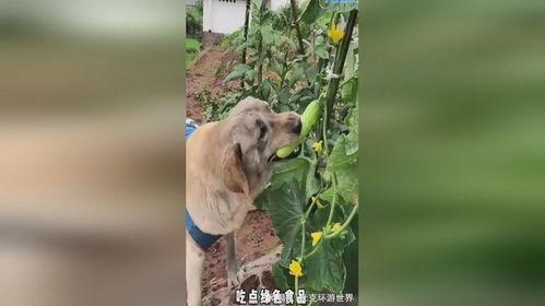 崇州吃瓜小狗事件视频,一场引发网友热议的宠物争议