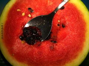 带你吃瓜奇葩蜘蛛,奇特的“带你吃瓜”蜘蛛世界