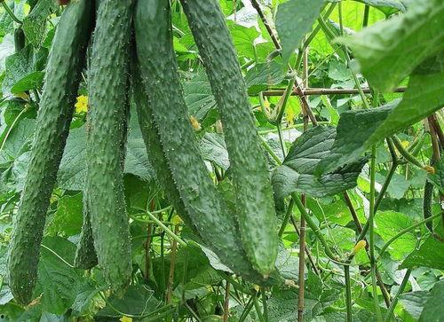 吃梨瓜牙疼,揭秘水果与牙齿的微妙关系