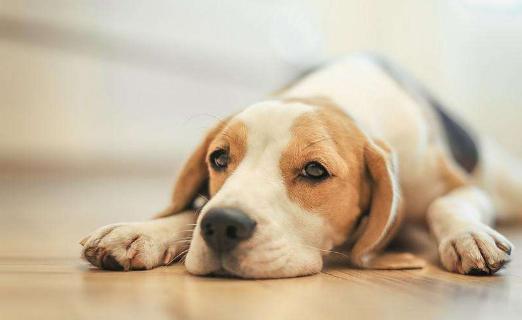 狗狗吃瓜戴口罩,防疫新风尚