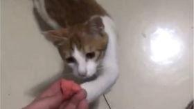 带你吃瓜猫猫搞笑视频,带你吃瓜猫猫的欢乐日常