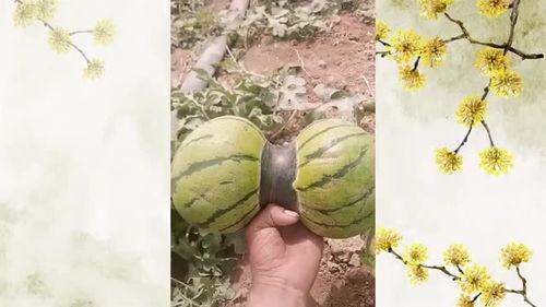 双子女吃瓜,揭秘娱乐圈的甜蜜与苦涩