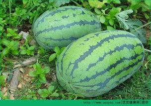 吃瓜会痛经吗,揭秘两者之间的神秘联系